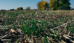 Ґрунтозбереження: які системи впроваджують українські аграрії — результати досліджень