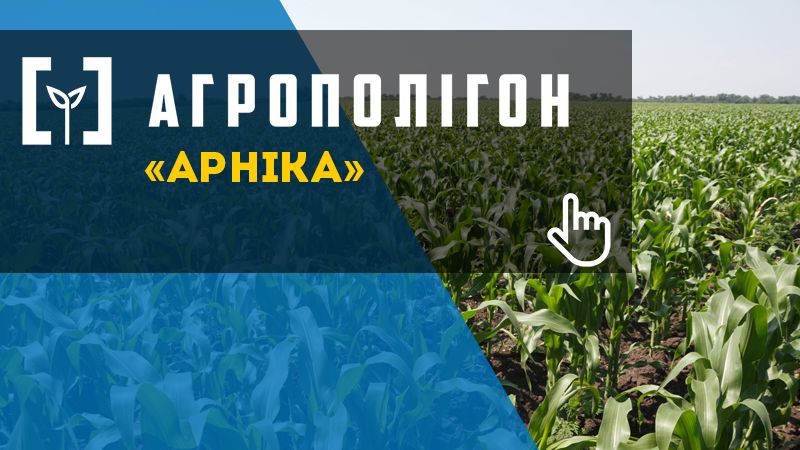 АгроПолігон Арніка: Кукурудза та озима пшениця в сівозміні органічного господарства