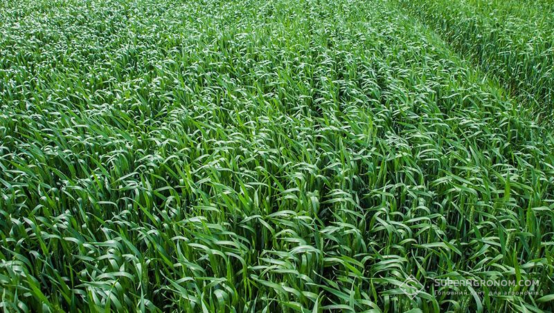 Переваги дробного внесення азоту та схеми підживлення озимої пшениці