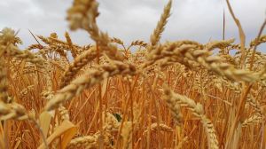Озима пшениця в Хaрківській облacті — AгроЕкспедиція Пшениця