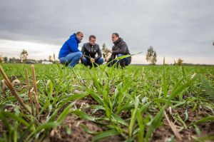 АгроПолігон КВС-УКРАЇНА, озиме жито в Талісман-агро, виїзд 11 жовтня