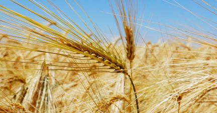 Пшениця на полях Каховського структурного підрозділу компанії «Таврійська Перспектива»