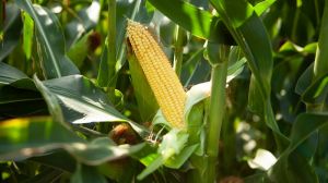 Результати агросезону 2020: Які гібриди кукурудзи показали себе найкраще?