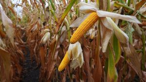 Посіви кукурудзи на полі господарства Агробізнес