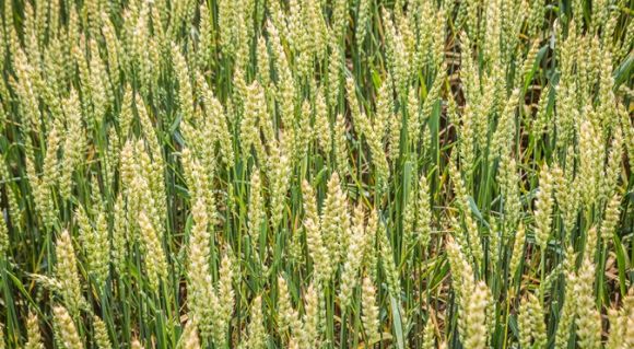 Поля пшениці в Агросвіт-Волинь