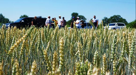 АгроЕкспедитори на посівах пшениці в господарстві «Норма»