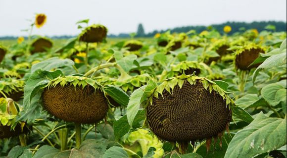 Посіви соняшника в господарстві «Дашківці»