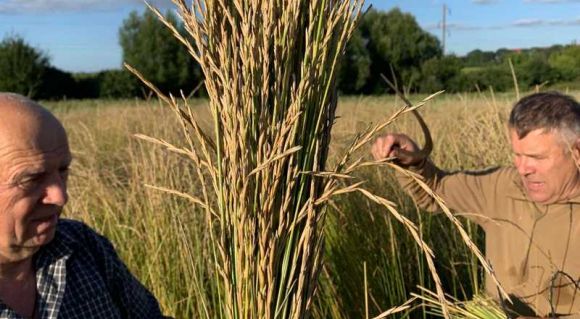 Збирання врожаю кернзи