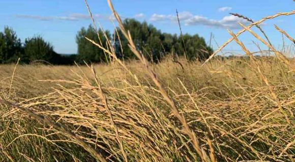 Збирання врожаю кернзи