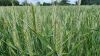 У разі пошкодження пшениці заморозками під час колосіння економічно виправданих агротехнічних заходів немає — думка
