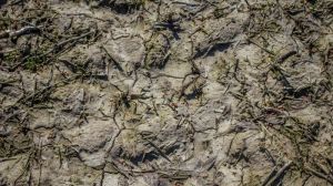 Вінницькі агрономи говорять про підтоплення полів понад рікою Згар