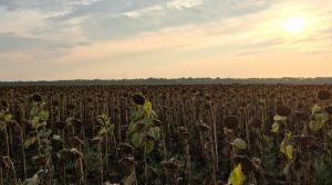 Через примхи погоди урожайність соняшнику на Миколаївщині знизилась на третину