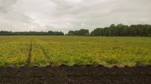 Україна практично не займається вирощуванням картоплі у промислових масштабах