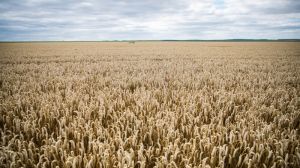 Україна — лідер серед інакших країна за показником зростання врожайності пшениці