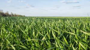 Подекуди хворобами уражено до третини посівів озимих зернових
