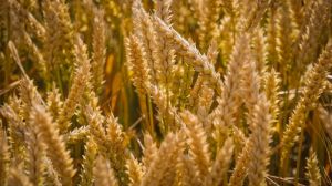 Турецькі поля засіватимуть елітними сортами вітчизняної пшениці