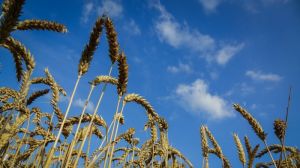 Погодні умови стримують жнива зернових — Укргідрометцентр