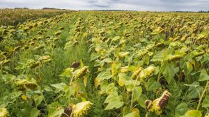 Аграрії Півдня змушені проводити додаткові інсектицидні та фунгіцидні обробки посівів соняшнику