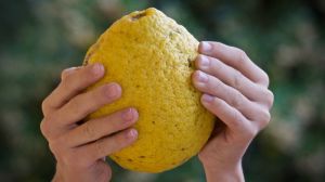 В теплицях на Закарпатті вирощують велетенські лимони