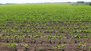 На початку вегетації бакові суміші забезпечують ефективний гербіцидний захист кукурудзи — експерт
