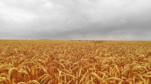 Нa Херсонщині гaрний врожaй спровокувaв зниження ціни нa пшеницю до мінімуму