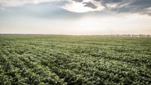 Збільшення посівів сої в Україні сприяє розповсюдженню білої гнилі