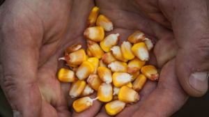 Гібриди кукурудзи Syngenta не пройшли випробування посухою