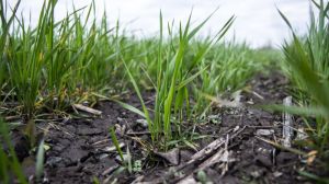 На Черкащині оцінили вплив погоди на стан озимих зернових та ріпаку