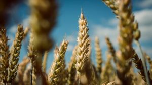 За минулий рік Україна наростила обсяг виробництва сільгосппродукції