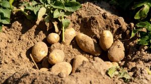 Молода картопля може згнити в полях — прогноз