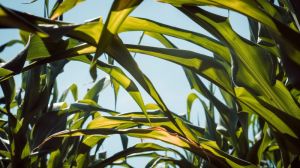 Зміщення строків сівби сприяло зниженню втрат врожаю кукурудзи через посуху — досвід А.G.R. group