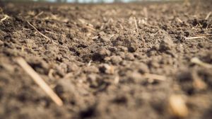 У найближчі 50 років ерозія ґрунтів у світі зросте до 66% — прогноз вчених