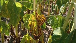У посівах кукурудзи та соняшнику на Харківщині продовжується живлення шкідників та розповсюдження хвороб