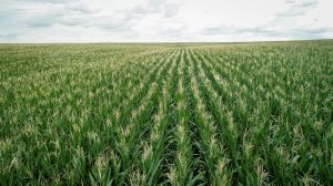 Вирощування в Україні ГМ-кукурудзи — питання ближчих років, — думка