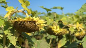 Нова небезпечна хвороба соняшнику здатна знищити урожай, — фахівець