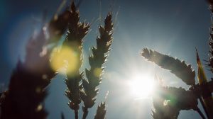 Австралійцями створено новий високоврожайний сорт пшениці: прогресивна селекція