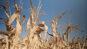 Фахівці LNZ Group випробували гібриди кукурудзи UNIVERSEED: представлено результати