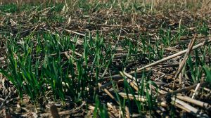 Озвучено способи збереження накопиченої ґрунтом вологи