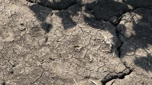 Посіви сільгоспкультур у Канаді під загрозою знищення: надмірна спека та посуха