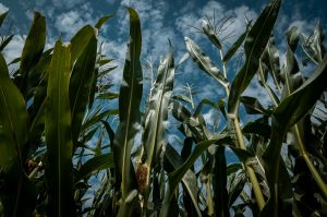 Ніл Кінсі та Юрій Дробязко поділяться знаннями щодо стабільно прибуткової та врожайної кукурудзи