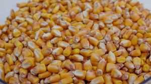 Німецькі науковці використали кукурудзу у якості будівельного матеріалу