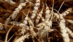 Ціни на українську пшеницю у вересні будуть не нижчими $200/т