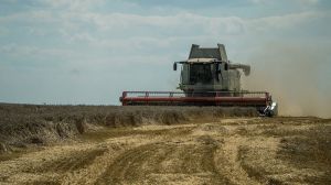 Аграрії Чернігівщини зібрали 70% площ пшениці, з середньою врожайністю 4,5 т/га