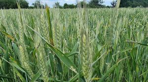 У разі пошкодження пшениці заморозками під час колосіння економічно виправданих агротехнічних заходів немає — думка