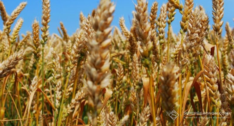Імпортні сорти пшениці завойовують поля в Кіровоградській області