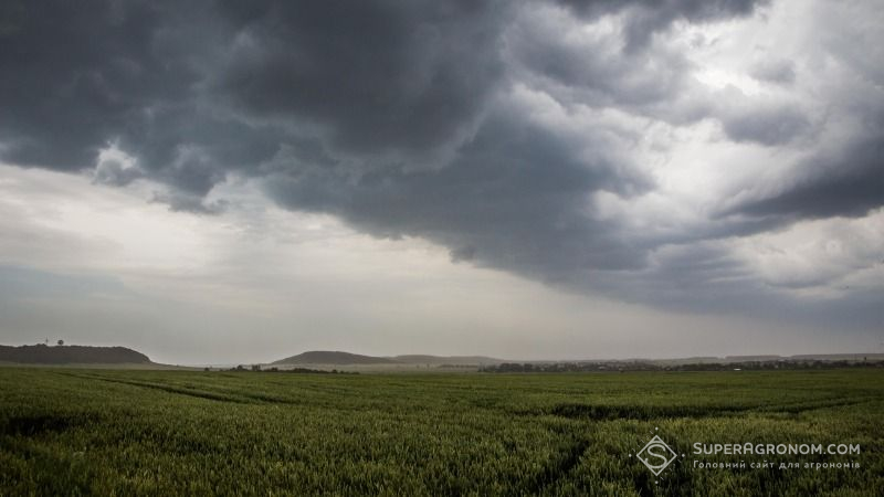 Погодні аномалії вплинули на цьогорічні врожаї черкаських аграріїв