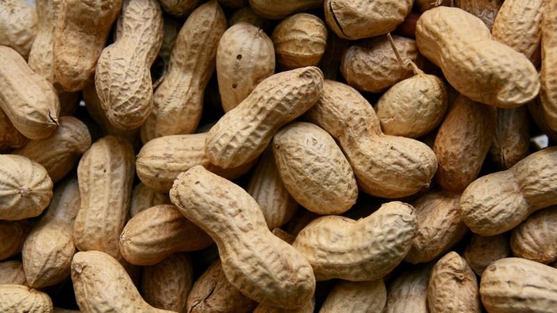 На півдні України експериментують з вирощуванням арахісу