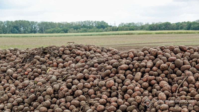 Озвучено найбільш продуктивні та популярні сорти картоплі в Україні