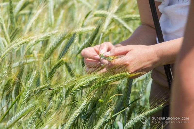Сорти-дворучки озимої пшениці створюють у Селекційно-генетичному інституті