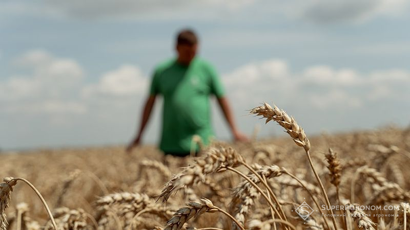 Агроном у полі пшениці